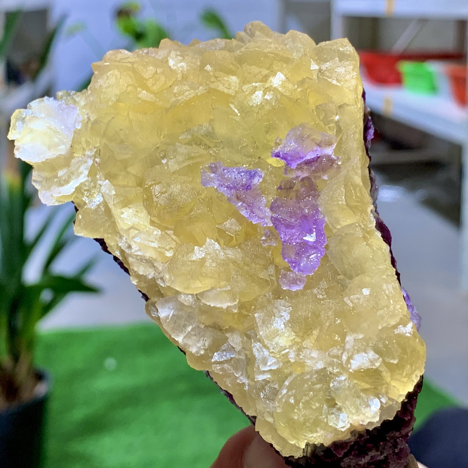 271G Natural Crystal Rare yellow purple cubic fluorite sample/Zhejiang, China