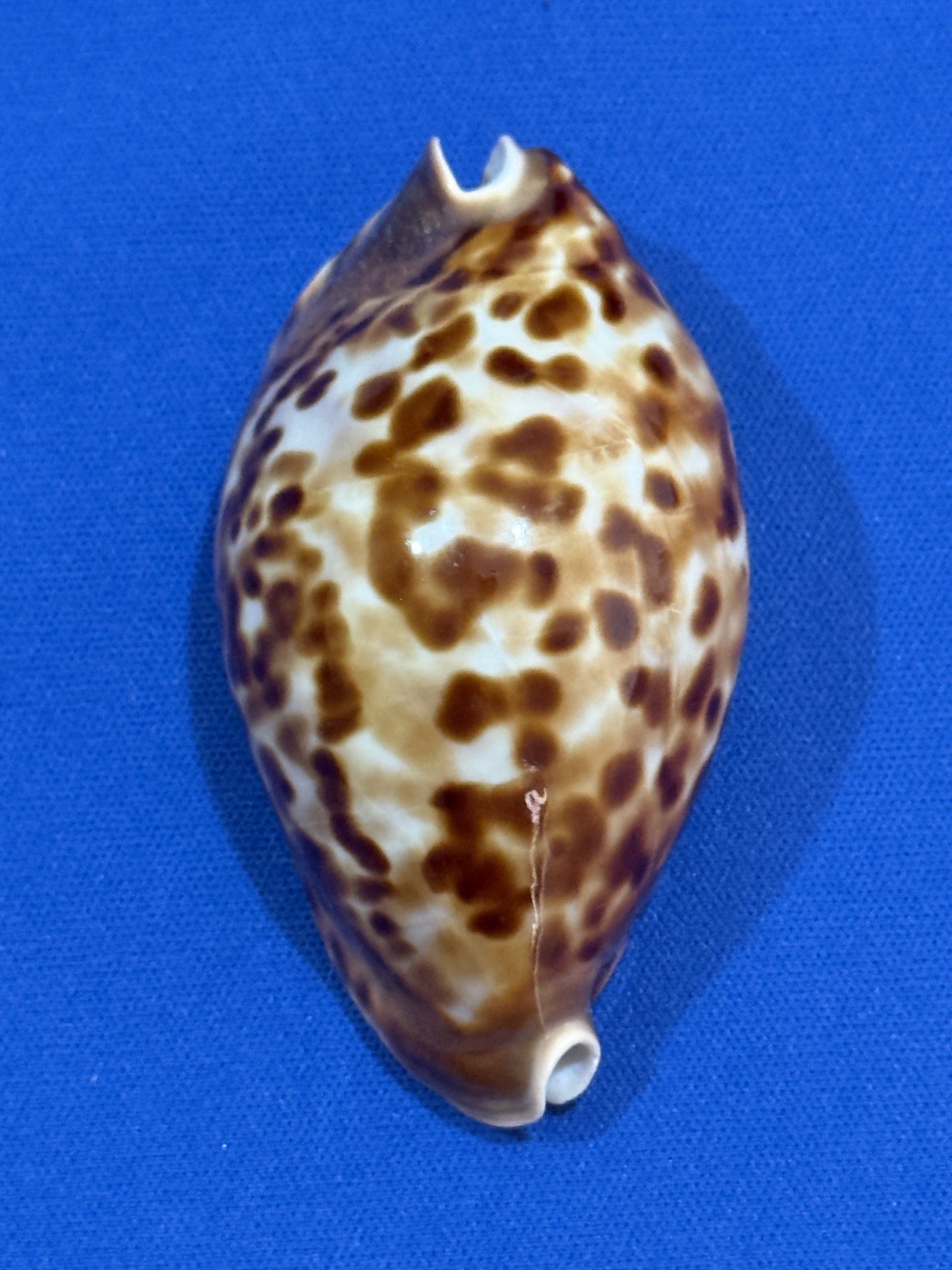 Cypraea Zoila Friendii Friendii 70mm Cypraea Zoila Friendii Friendii 70mm