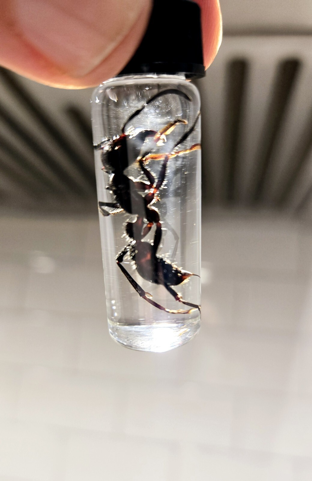  Bullet Ant SPECIMEN           ( Paraponera Clavata) HAND COLLECTED Insects