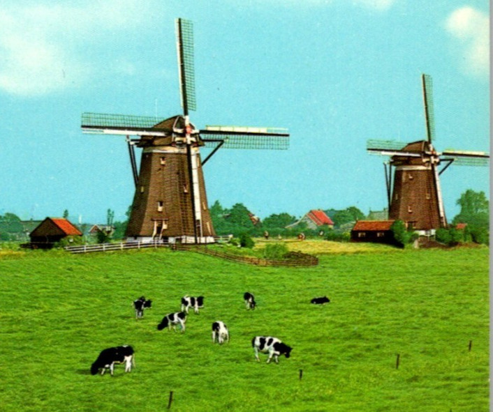 Vintage Postcard Leidschendam Holland Wind Mills Cows Amsterdam Netherlands