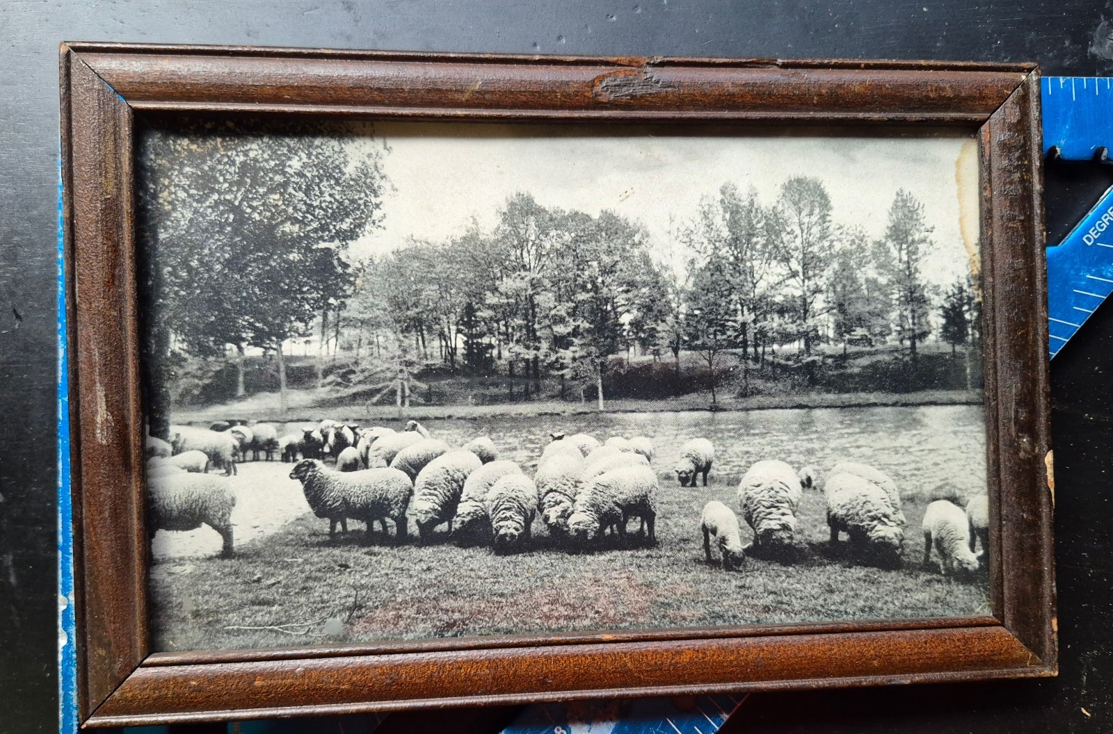 Framed Black & White Sheep Landscape Photo. 1927 Connecticut sheep farm Framed Black & White Sheep Landscape Photo. 1927 Connecticut sheep farm