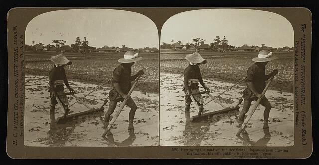 Shizuoka Japan 1900s Japanese Men Drawing Harrow Rice Fields Stereograph