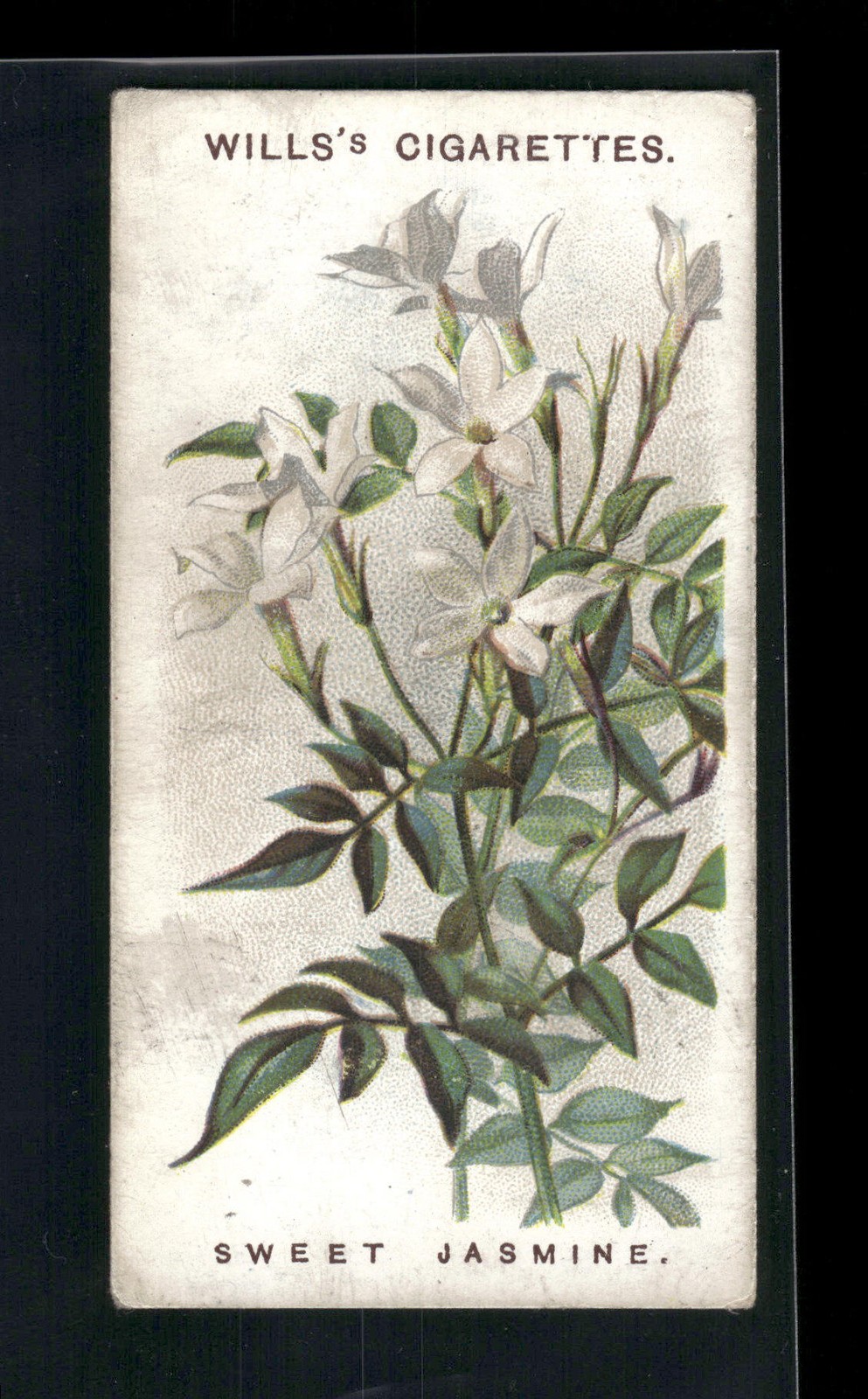 1913 Wills\'s Old English Garden Flowers 2nd series #31 Sweet Jasmine