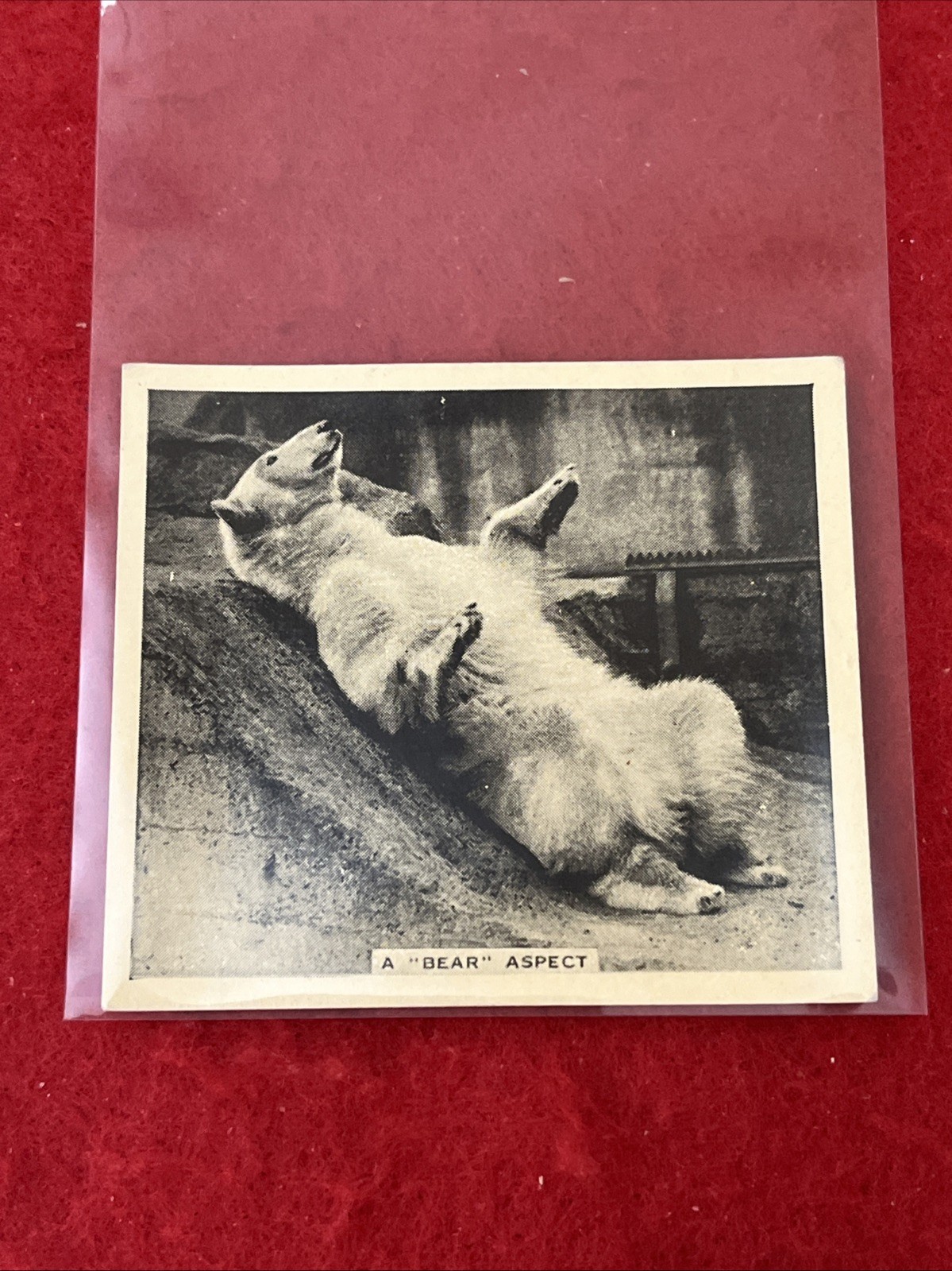 1935 De Reszke “Our Favourites” A BEAR ASPECT Tobacco Card #8  EX