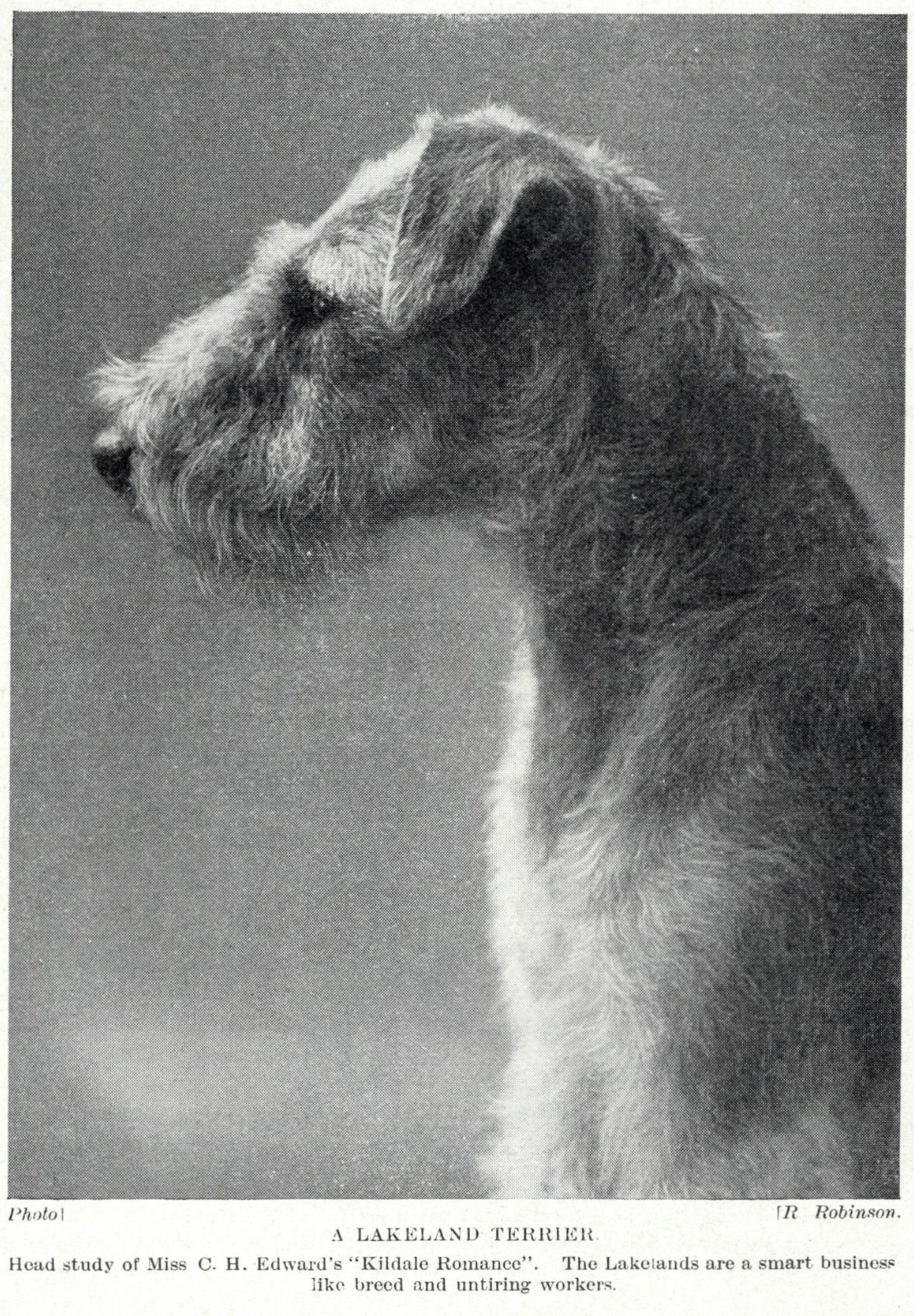 Lakeland Terrier \