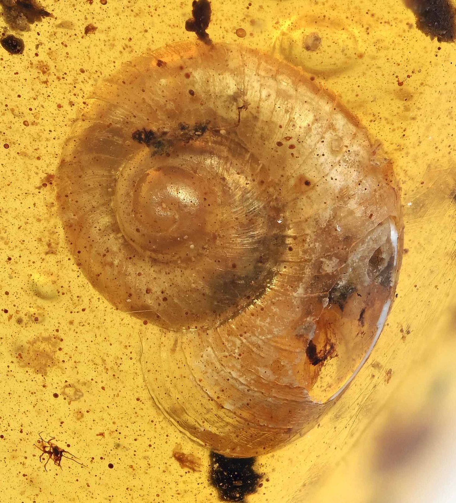 Scarce Gastropoda (Land Snail), Fossil Inclusion in Burmese Amber Scarce Gastropoda (Land Snail), Fossil Inclusion in Burmese Amber