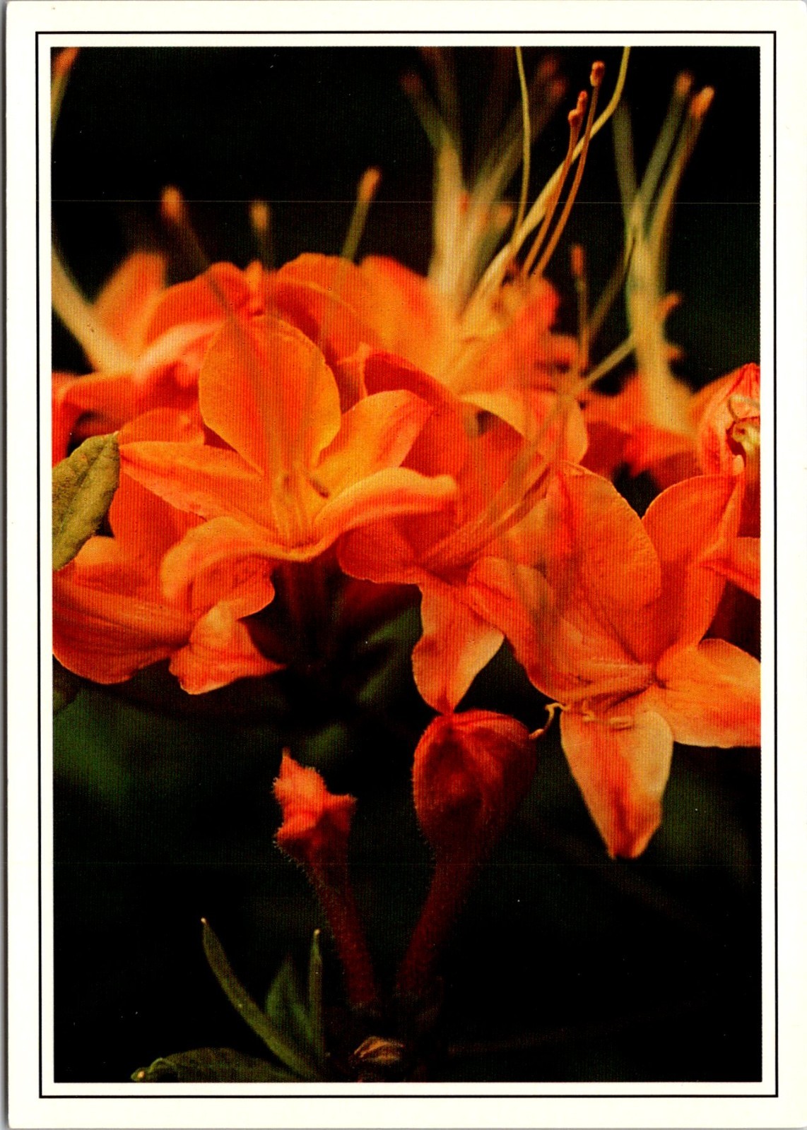 Blooms Of The Flame Azalea Varying From Yellow- Orange Vintage Postcard TP13-21