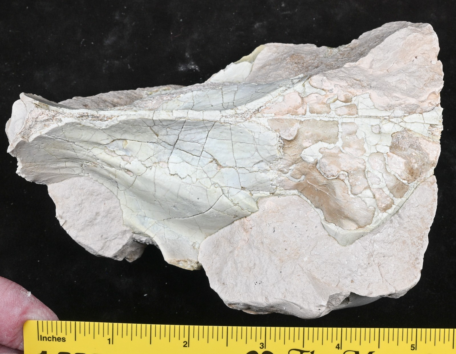 Oreodont Cranium in Matrix, Fossil, Eporeodon major, Badlands, S Dakota, O1643