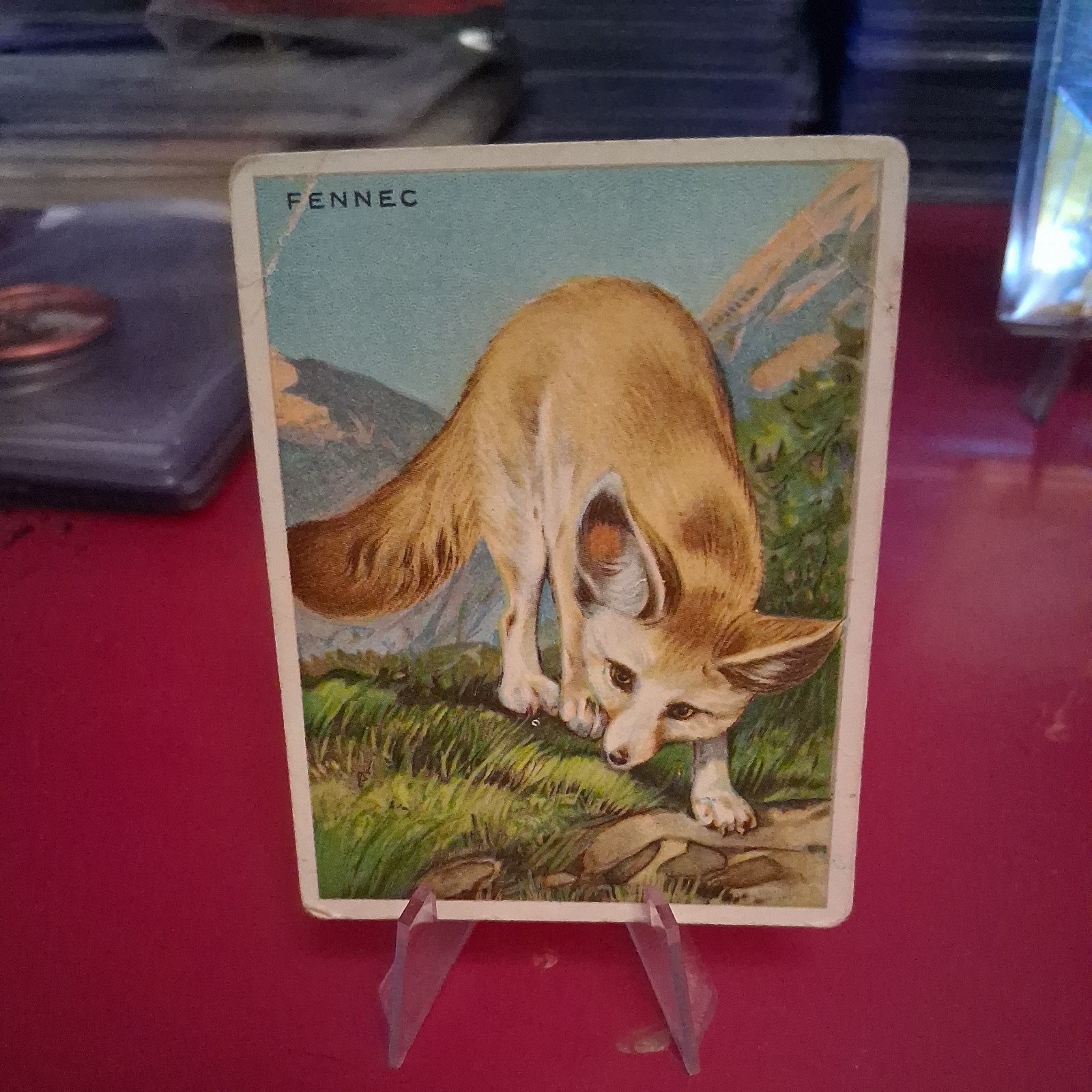 1909-11 Hassan Animals Series Tobacco T29 Fennec Fox Fennec 0w8f 1909-11 Hassan Animals Series Tobacco T29 Fennec Fox Fennec 0w8f