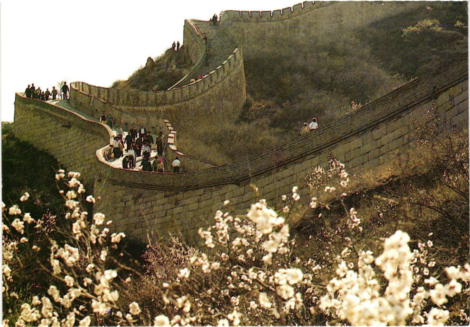 Vintage Great Wall of China Spring Blossoms Postcard China Pictorial