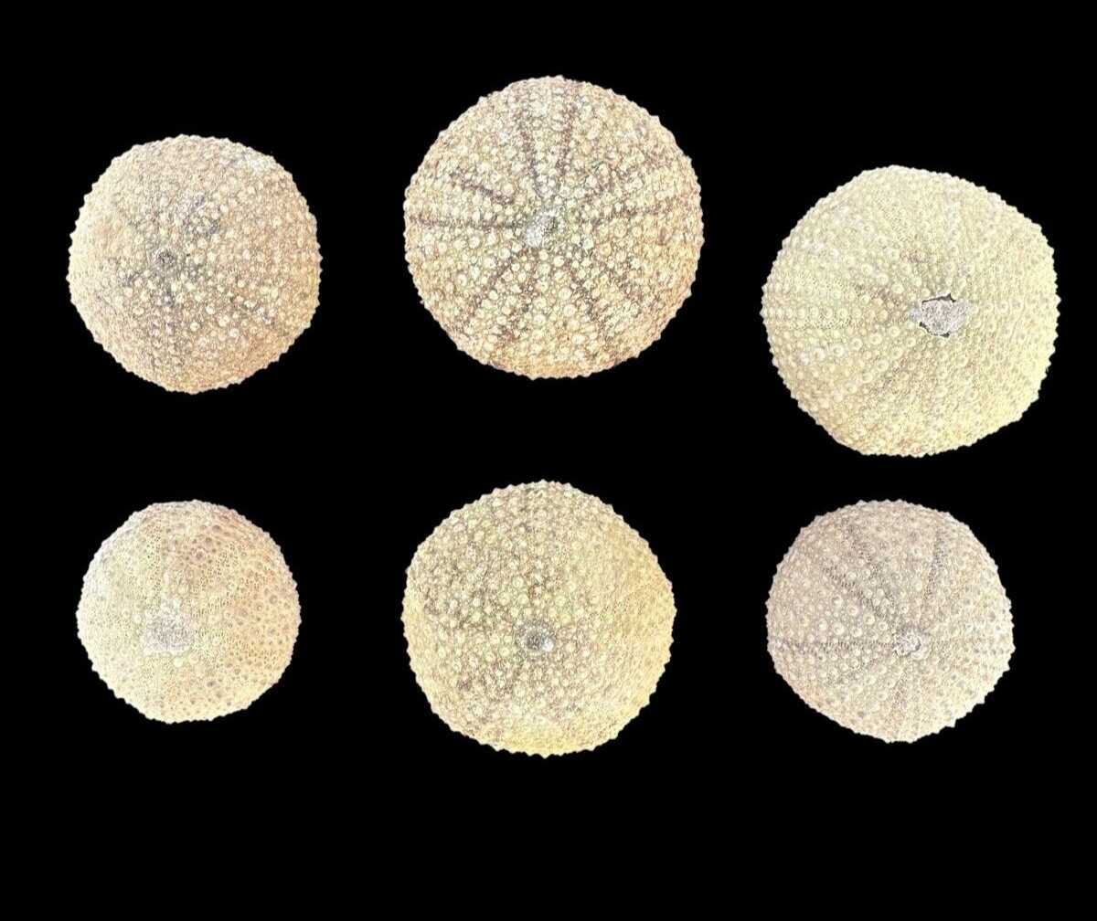 Awesome Set of 6 Fossilized Sea Urchins – Authentic Prehistoric Specimens, Moroc