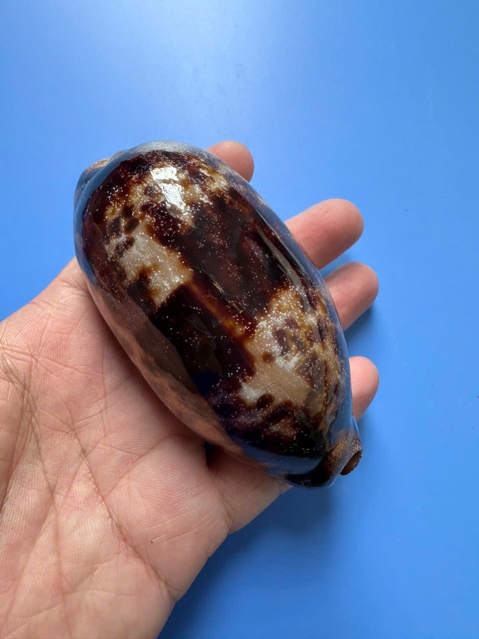 98.6mm | Cypraea Testudinaria | F+++ GEMS | DARK | Beautiful shell 98.6mm | Cypraea Testudinaria | F+++ GEMS | DARK | Beautiful shell