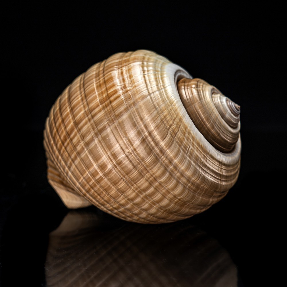 Genuine Tonna Galea Shell (188.3 grams) Genuine Tonna Galea Shell (188.3 grams)