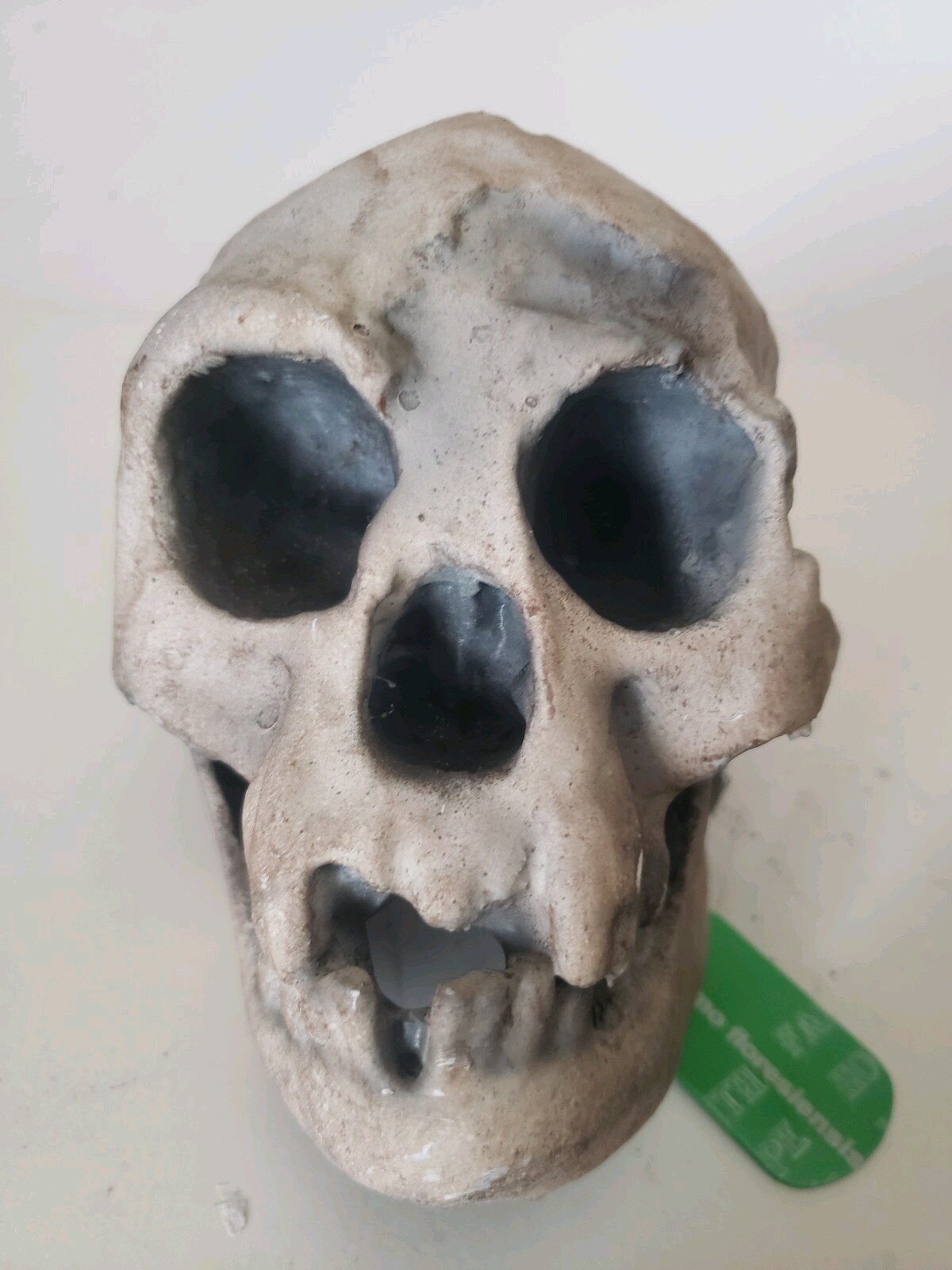 Homo Floresiensis Hobbit Skull High Precision Replica