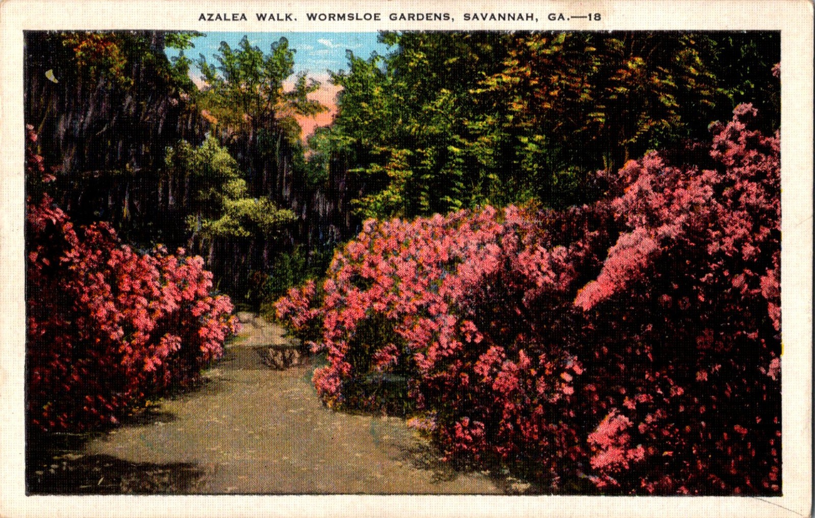 Azalea Walk Wormsloe Gardens Savannah Georgia 1942 Postcard Azalea Walk Wormsloe Gardens Savannah Georgia 1942 Postcard