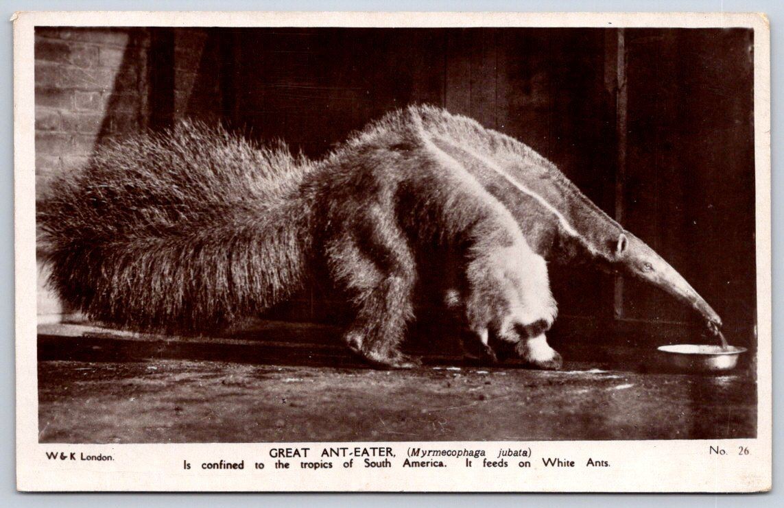 Paddington Antique Great Anteater Exotic Wildlife Animal Photography 1922
