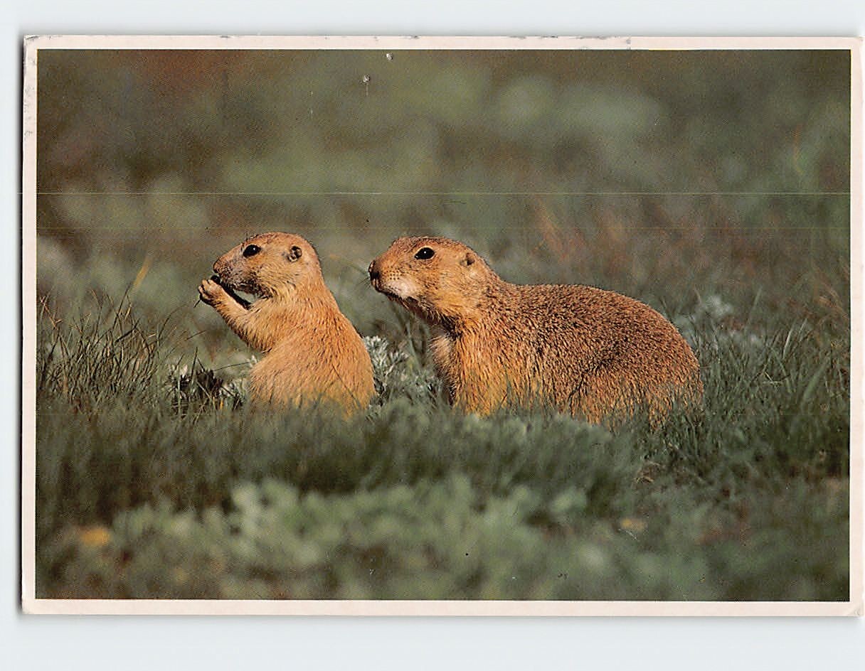 Postcard Blacktailed Prairie Dogs