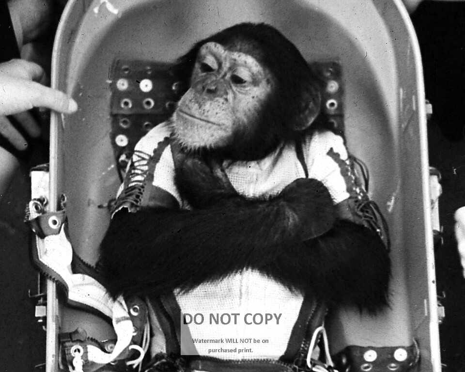 HAM THE CHIMP BEFORE LAUNCH TO SPACE ON JANUARY 31, 1961 - 8X10 PHOTO (AA-984)