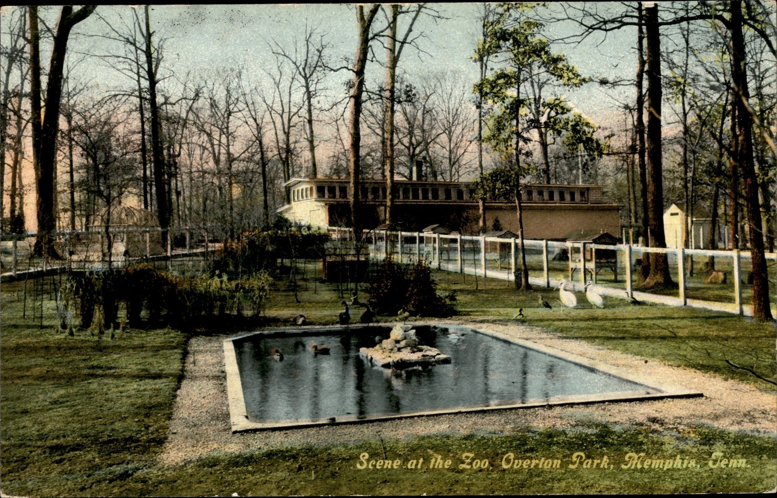 Vintage Memphis Zoo Overton Park TN Postcard Duck Pond Scene C.T. Co 1908
