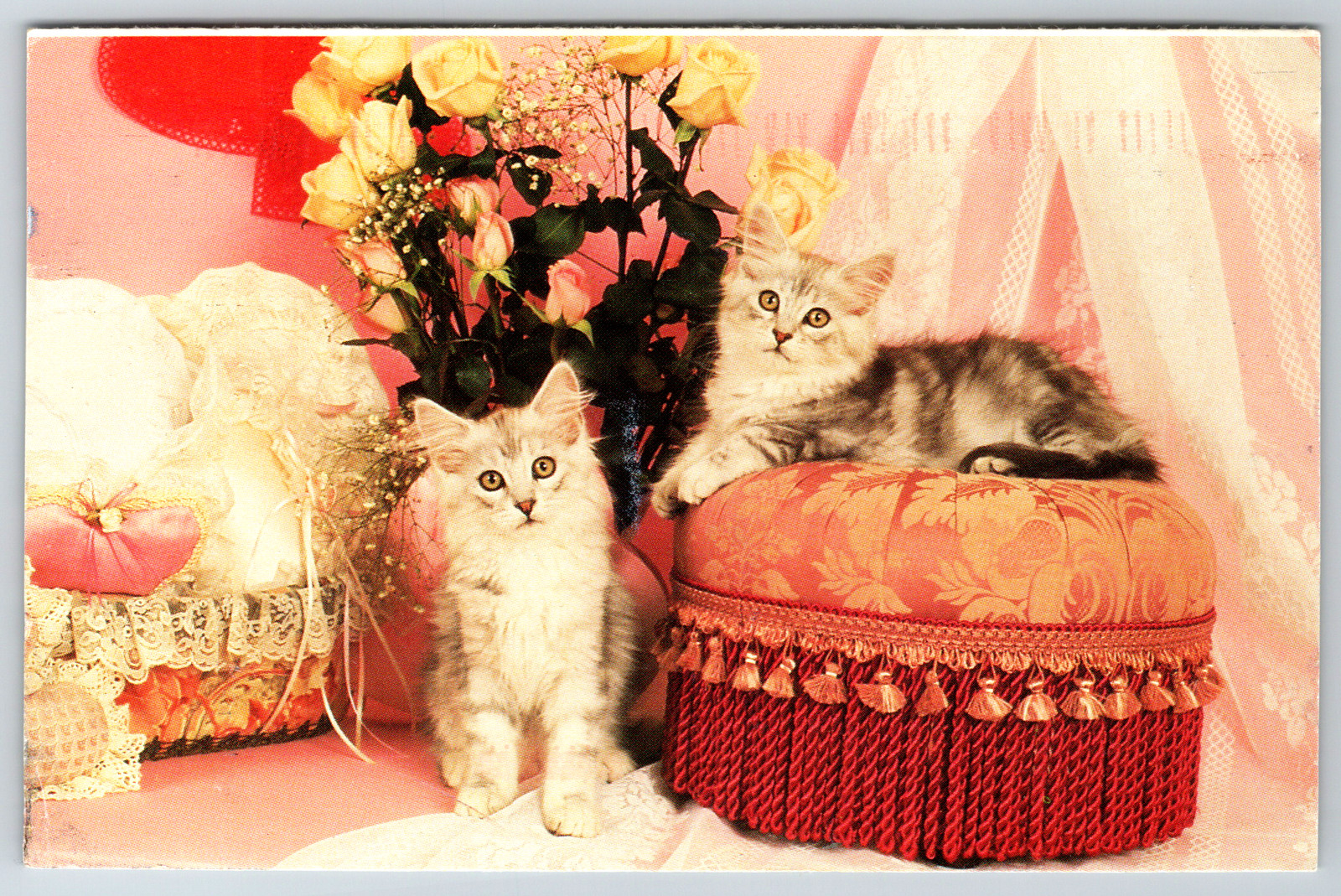 c1960s Cute White Grey Kitten Cats Vintage Postcard