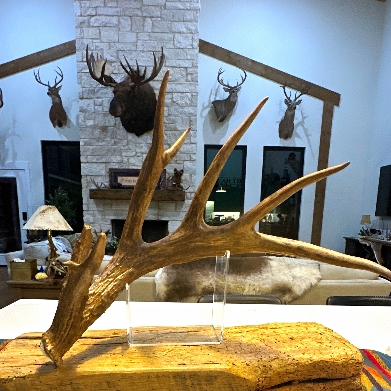 Deer Antler Shed Single Antler Horn Display Decor Piece for Display