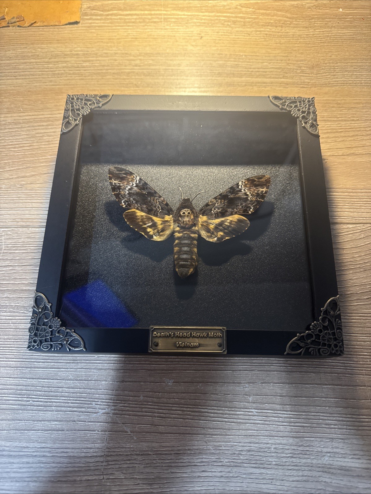 XL Death\'s Head Hawk Taxidermy Moth in in Baroque Style Frame