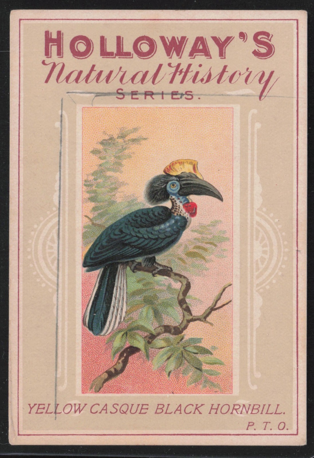 Yellow Casque Black Hornbill 1930s Holloway\'s Natural History Series Birds #5