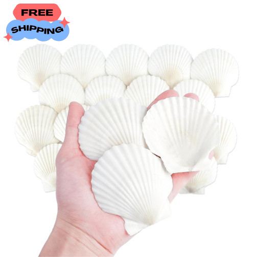 Natural Scallop Shells 20PCS 3 Inch Large White Seashells for Crafts DIY Decor