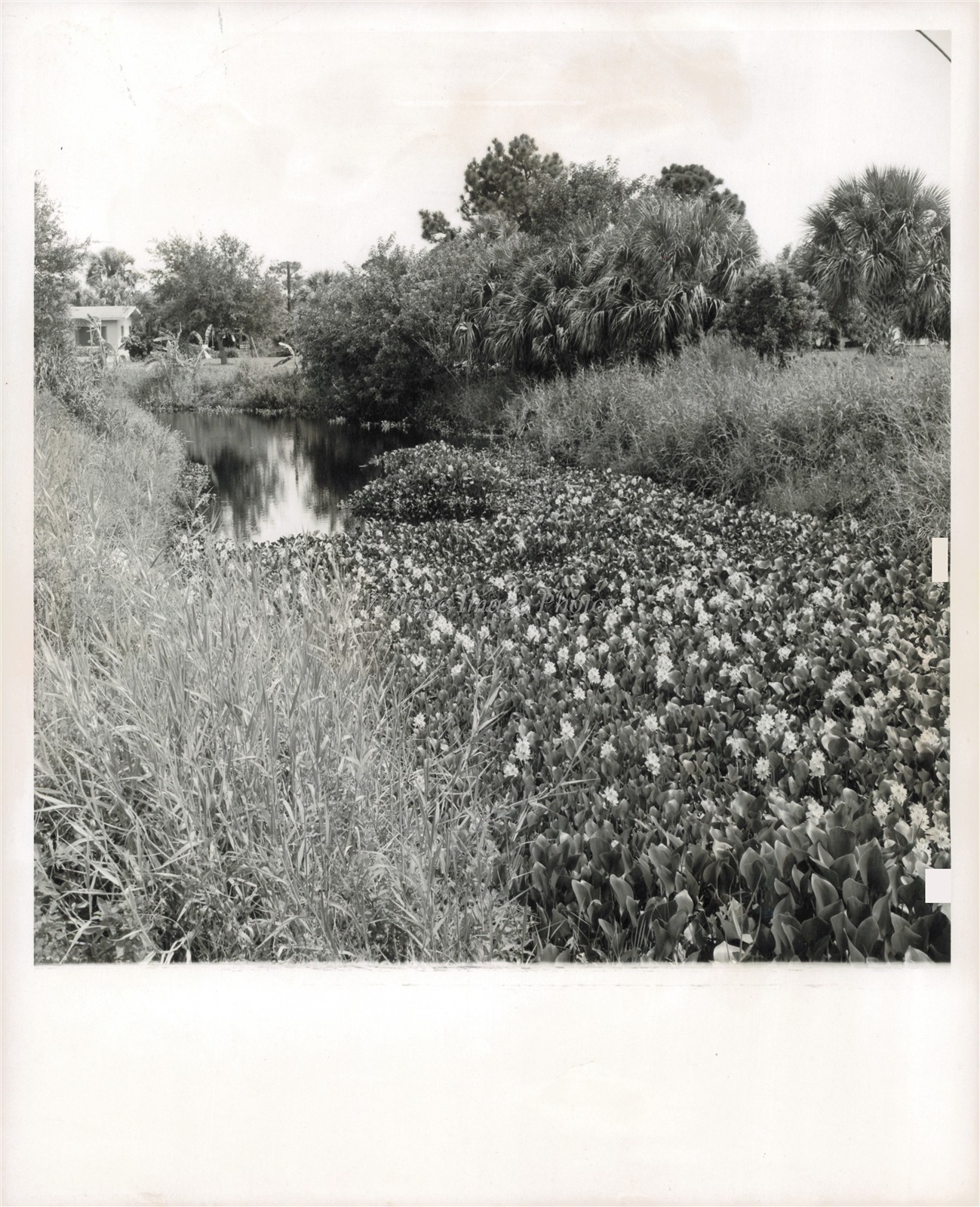 1964 Old Taylor Creek Waterway Nature Scene August Photo 8X10
