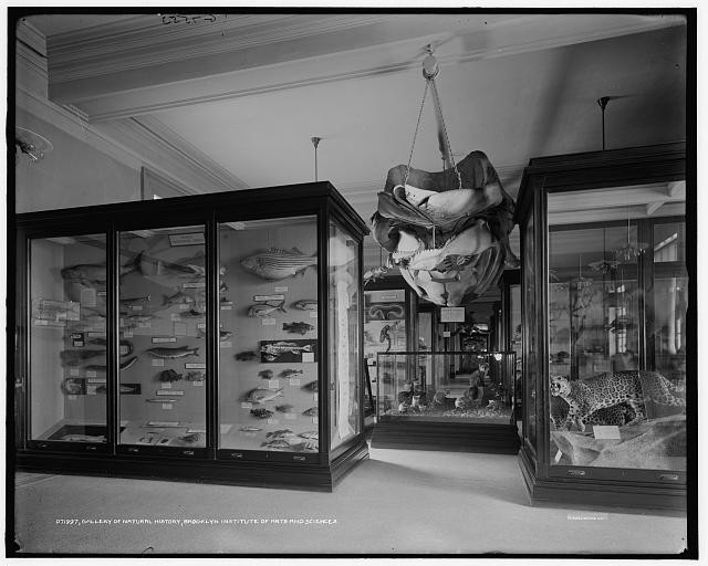 Brooklyn New York 1900s Brooklyn Museum Natural History Gallery Interior