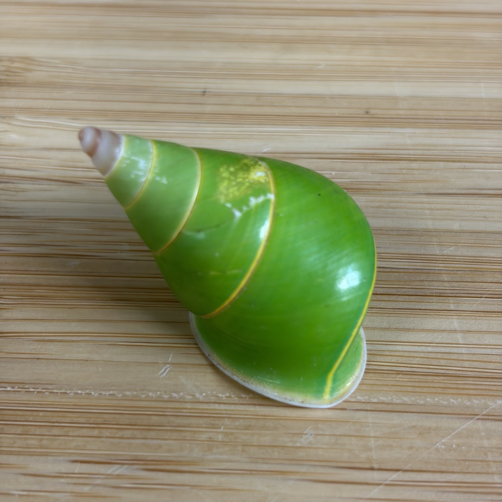 Rare Emerald Green Manus Tree Snail Shell (Papustyla pulcherrima) from 1960's