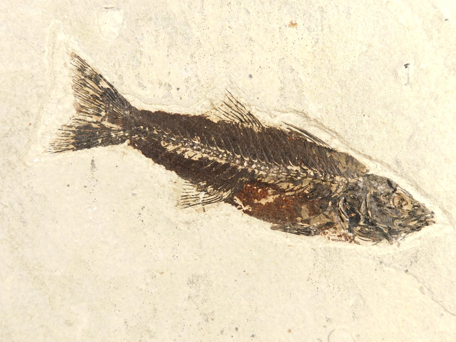 Big Rare 50 Million YEAR Old Mioplosus FISH Fossil in BIG Matrix Wyoming 1543gr