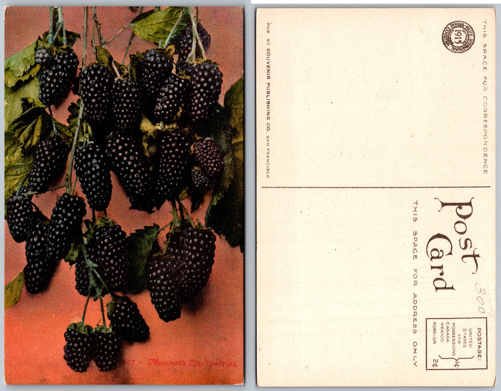Exaggeration Mammoth Blackberries Branch Leaves Postcard