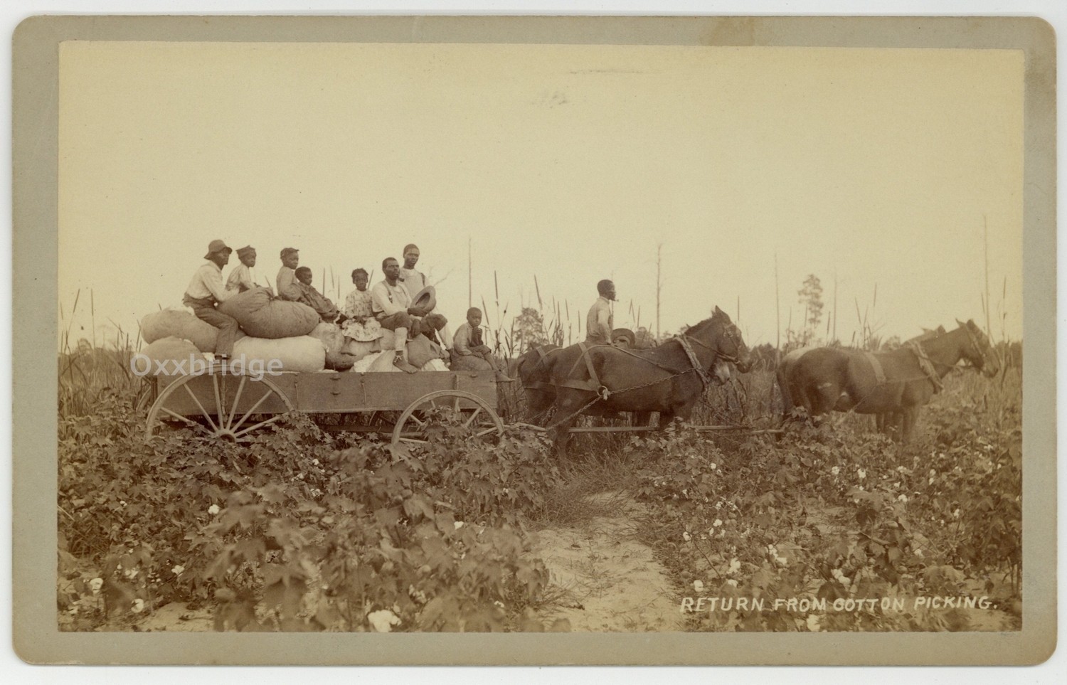 African American Sharecroppers 1870 Black Cotton Picking Cabinet Card 8x5 Worker