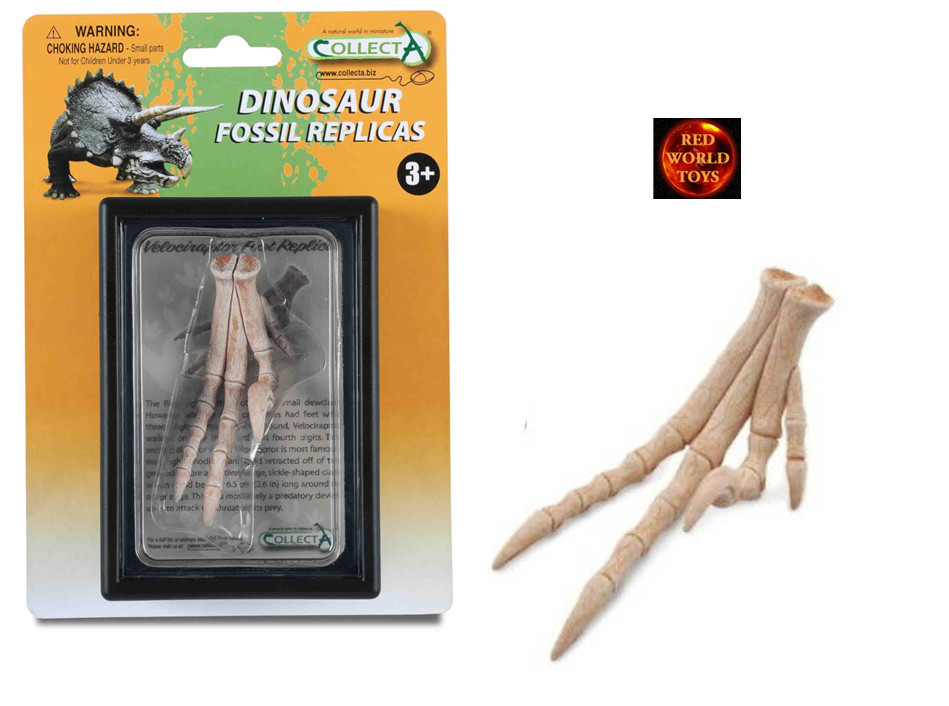 Dinosaur Fossil Replicas by CollectA in display case - Tooth, Foot, Finger, Claw