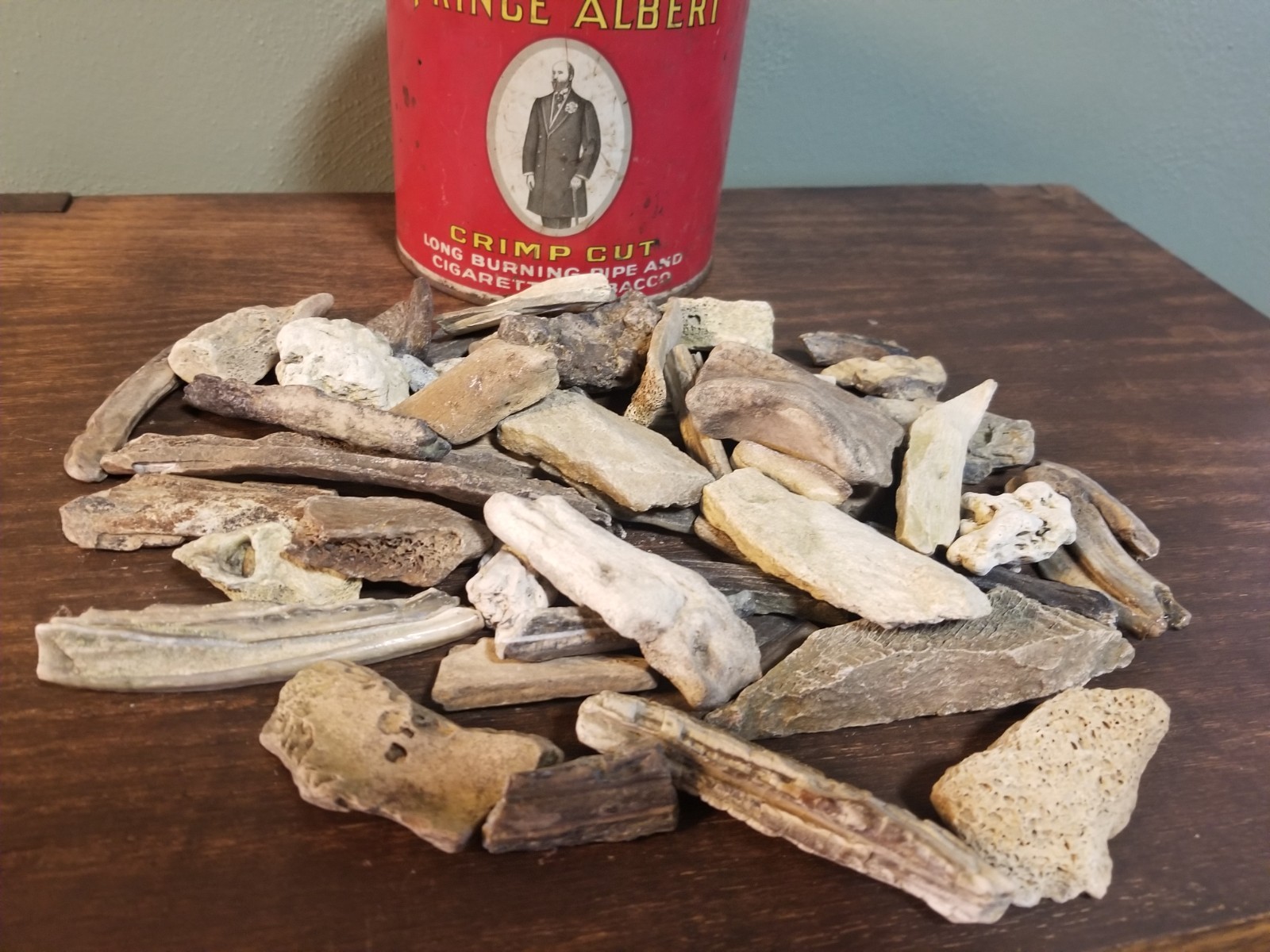 Starter Fossil Collection Lot of 50 Nebraska Fossils with Vintage Tobacco Tin