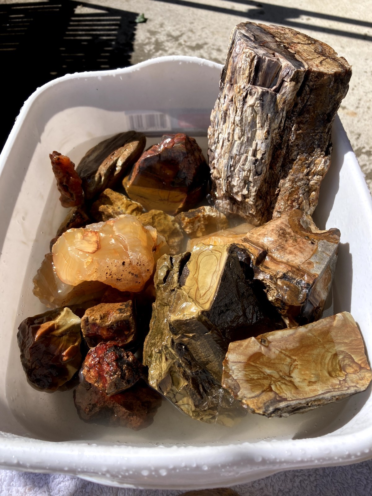 Saddle Mt Petrified Wood Dark Red Carnelian Jasper 18lbs Limb Cast Drewsey