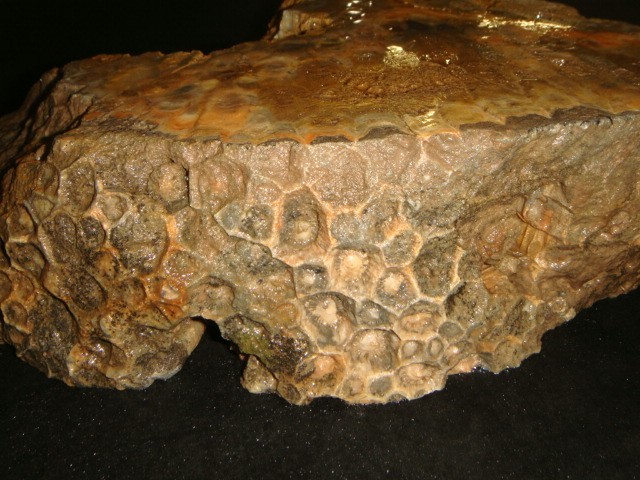 HUGE OLD HEXAGONIA FOSSIL CORAL SLAB   IOWA     13  POUNDS