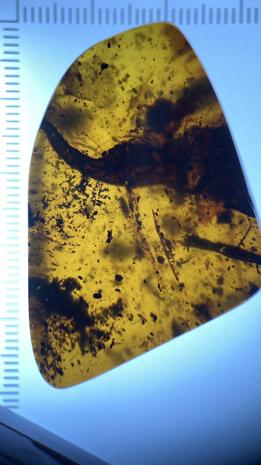 Huge Majestic Leaf 🍂 Inclusion, Rare Fossil Genuine Burmite Amber, 98myo