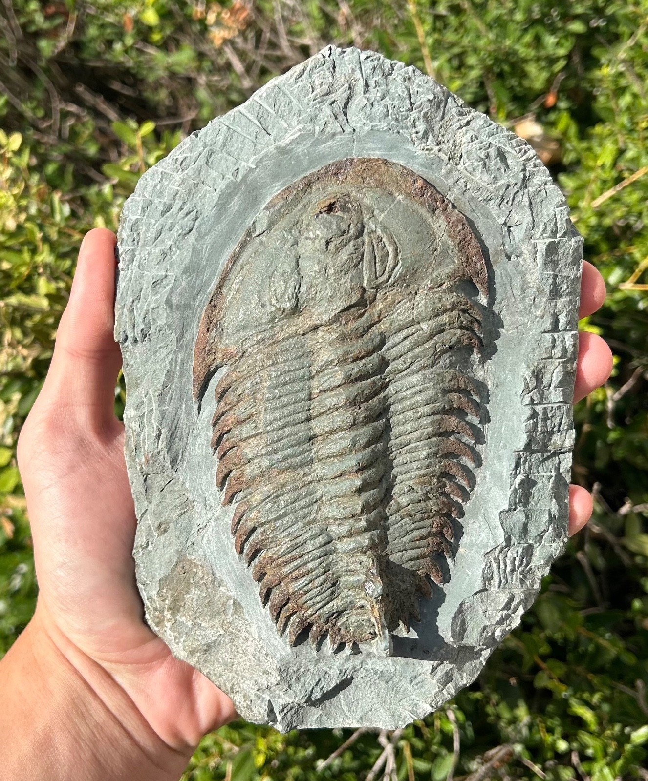 RARE Fossil Trilobite Longianda termieri Cambrian Age Morocco Bug in Matrix