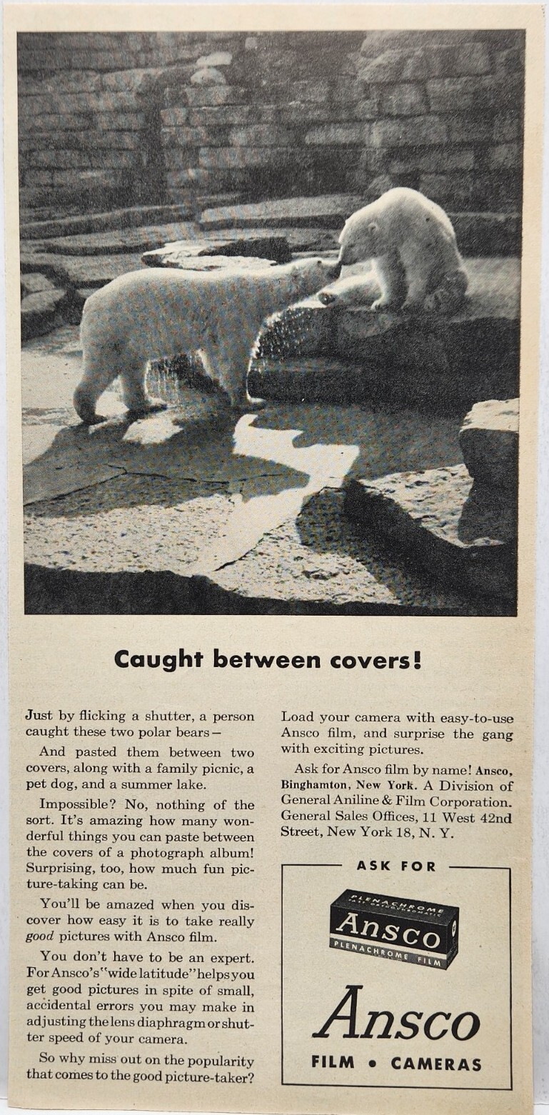 1946 Ansco Camera Film Polar Bears Original Print Ad Life Magazine 40s