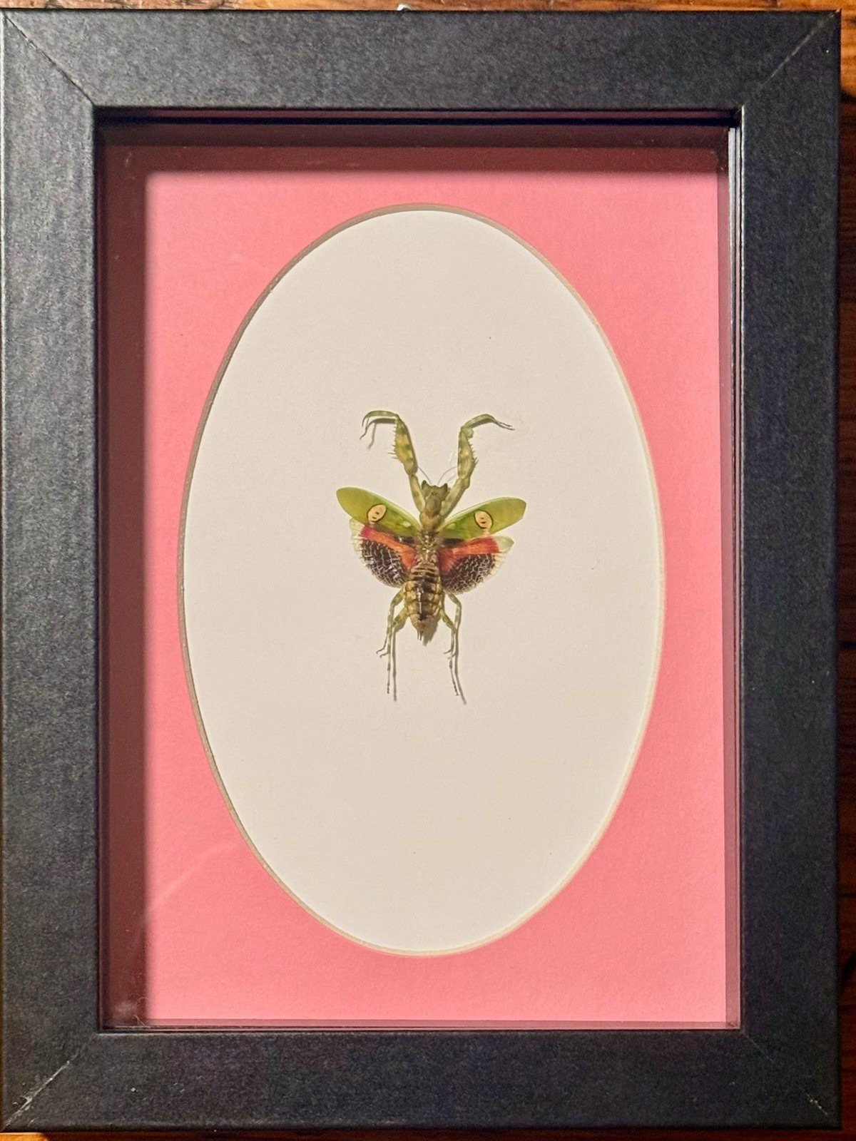 Jeweled Flower Mantis (Creobroter gemmatus) Vietnam , Real Framed Insect