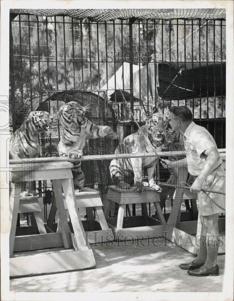 1948 Press Photo Zoo worker trains captive tigers - lra73385