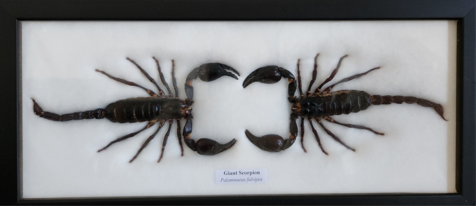 2 REAL BIG  SCORPIONS TAXIDERMY  INSECTS IN FRAME  6
