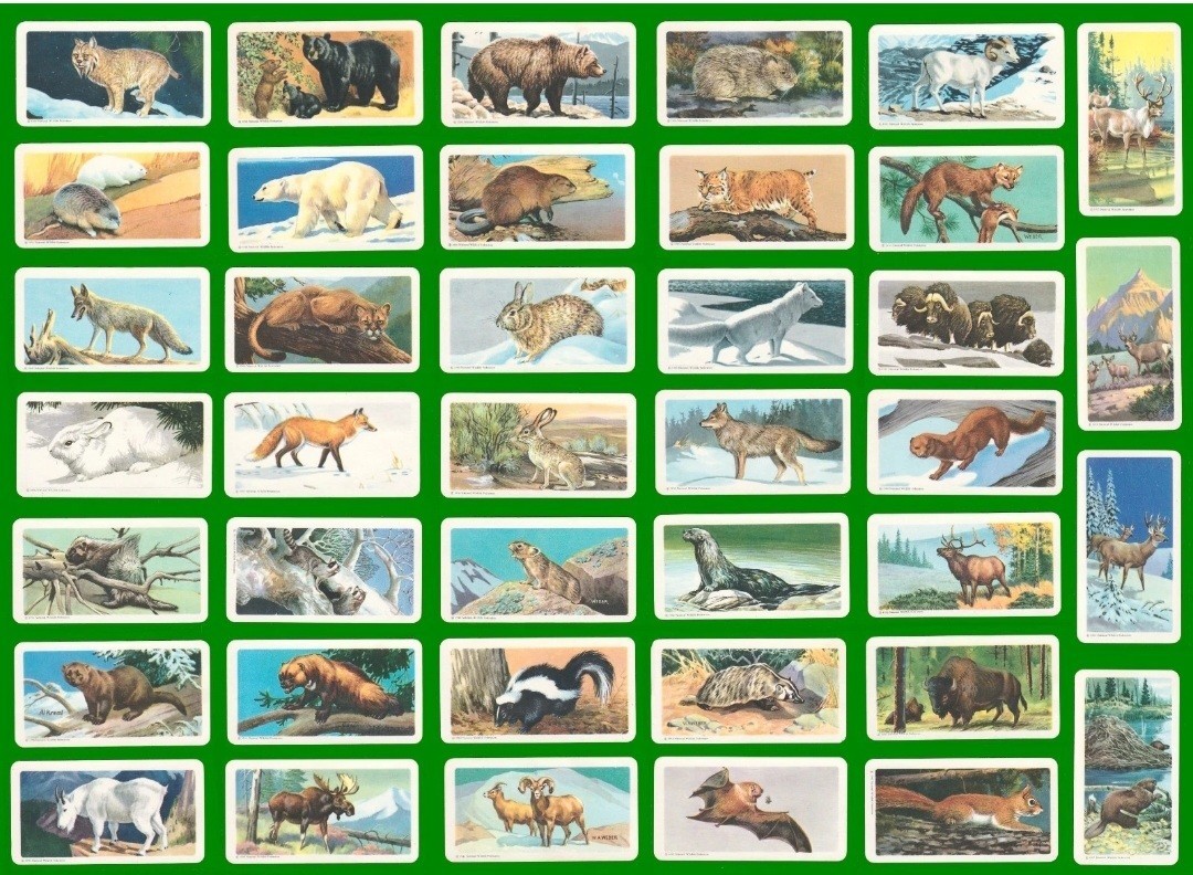 ANIMALS OF NORTH AMERICA BROOKE BOND CANADA 1960 SET OF TRADE CARDS ROLAND BACK ANIMALS OF NORTH AMERICA BROOKE BOND CANADA 1960 SET OF TRADE CARDS ROLAND BACK