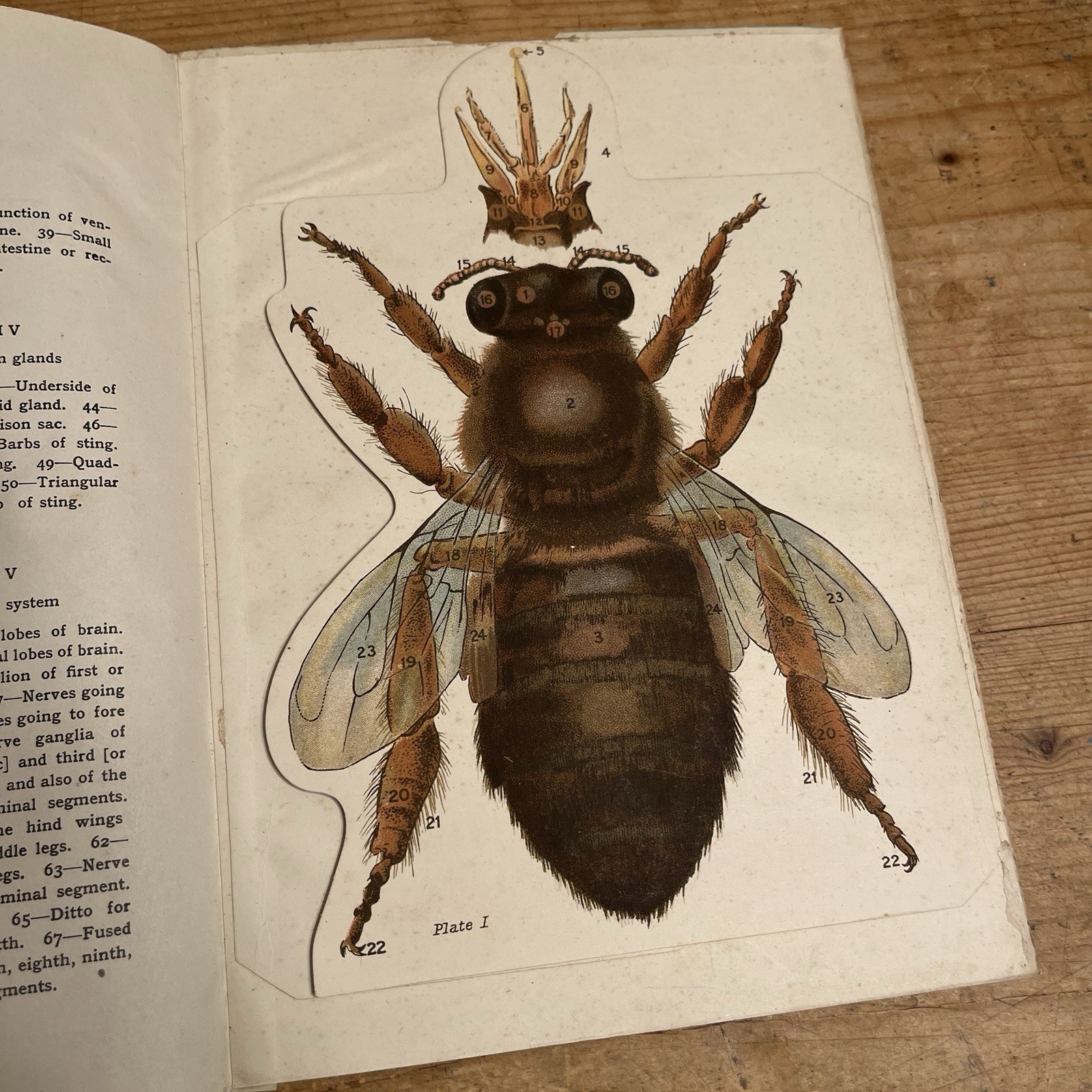 Antique Honey Bee Anatomical Chart - RARE - Book Insert - Early 1900s Fold Out
