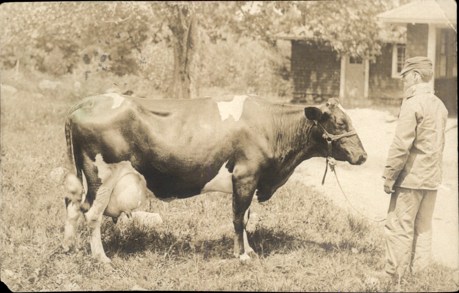 Worcester MA Postmark Publ in Grafton Cow & Man c1910 RPPC Postcard bhn