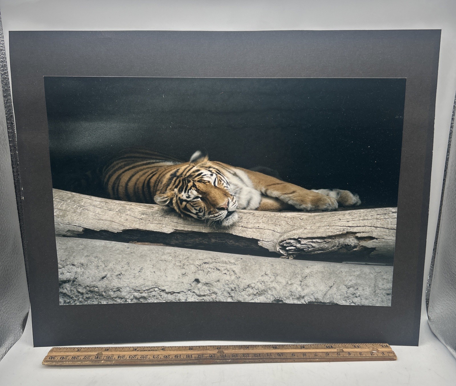 Tiger Sleeping At Zoo Professional Photo 12” X 8” With Black Heavy Paper Back