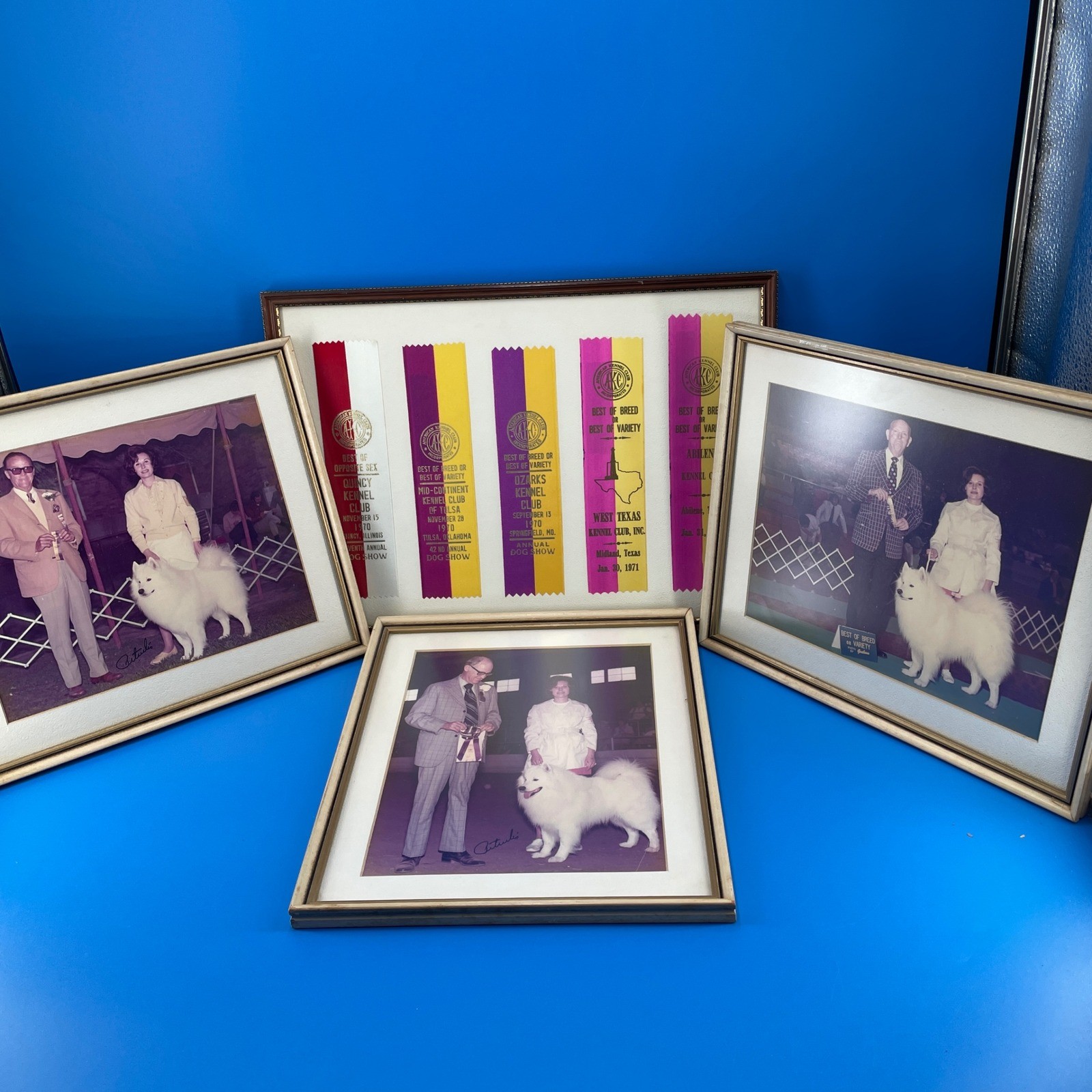 AKC Samoyed Dog Show Best of Breed and Variety Ribbon Photo 70s Purina St Louis