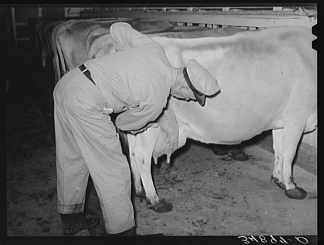 Photo:Tom Green County Texas 1939 Dairy Farm Man Washing Cow Udder Milking